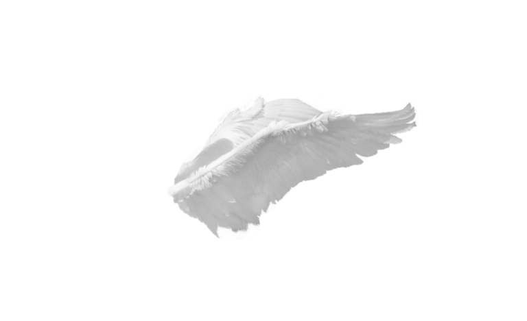 Swan wings_PNG