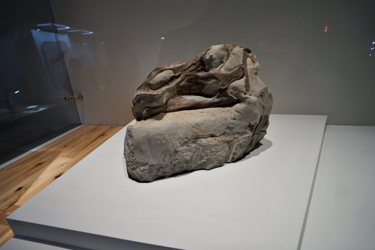 공룡얼굴 화석 고화질사진 다운로드