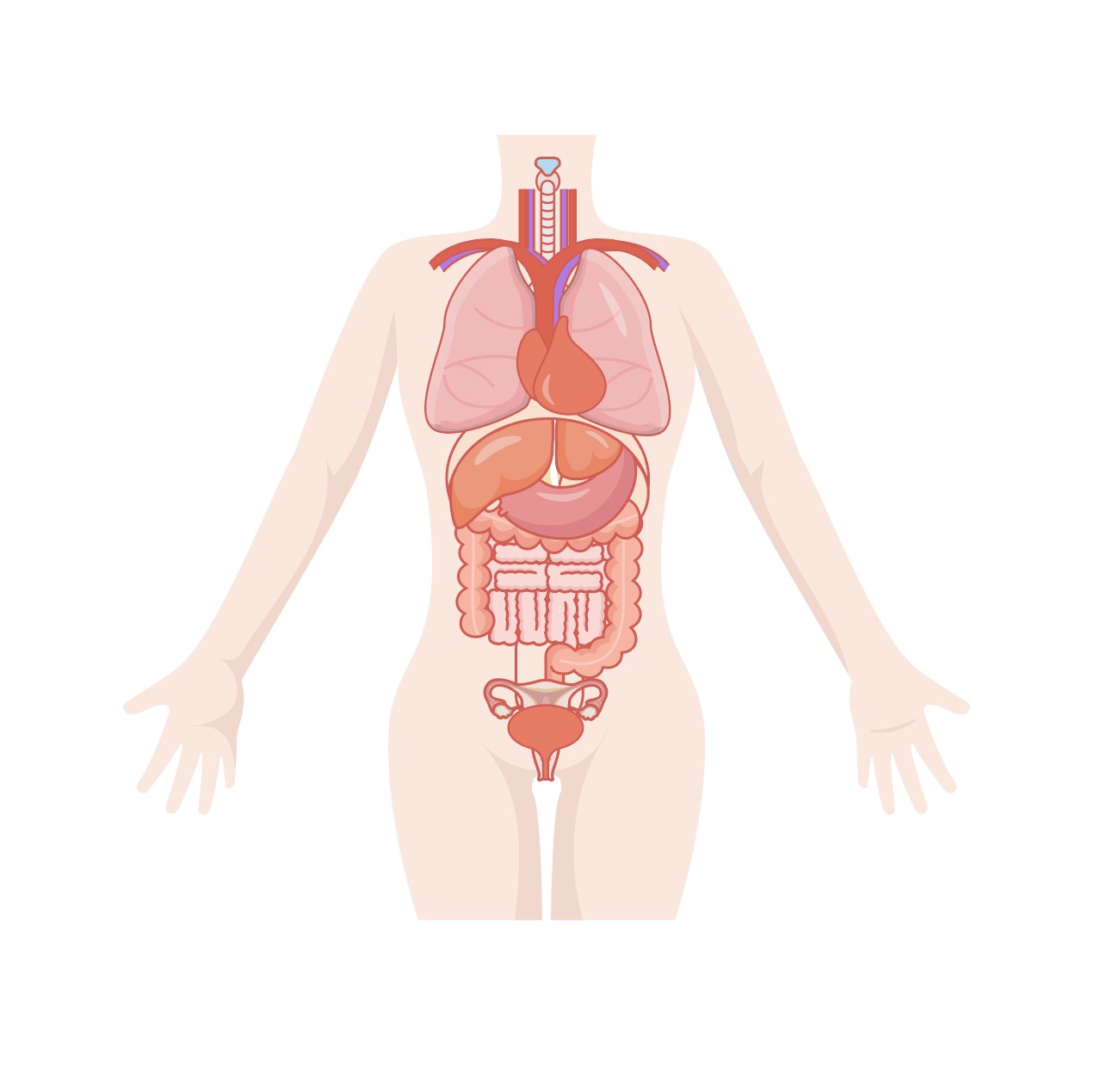 인체 장기 일러스트 Ai 다운로드 Download Human Body Organs Vector - Urbanbrush