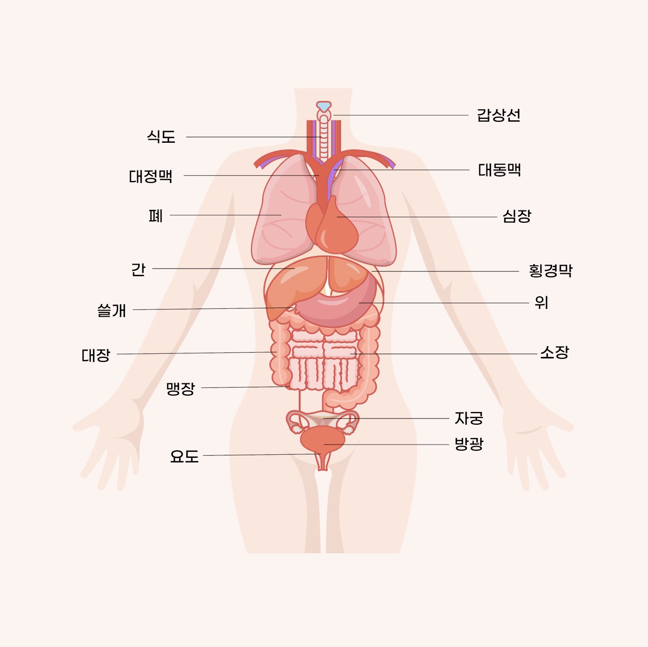 Anatomie : les organes du corps humain