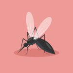 mosquito illustration ai download download mosquito vector