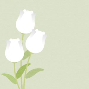 흰색 튤립 꽃
