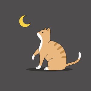 초승달 고양이 일러스트