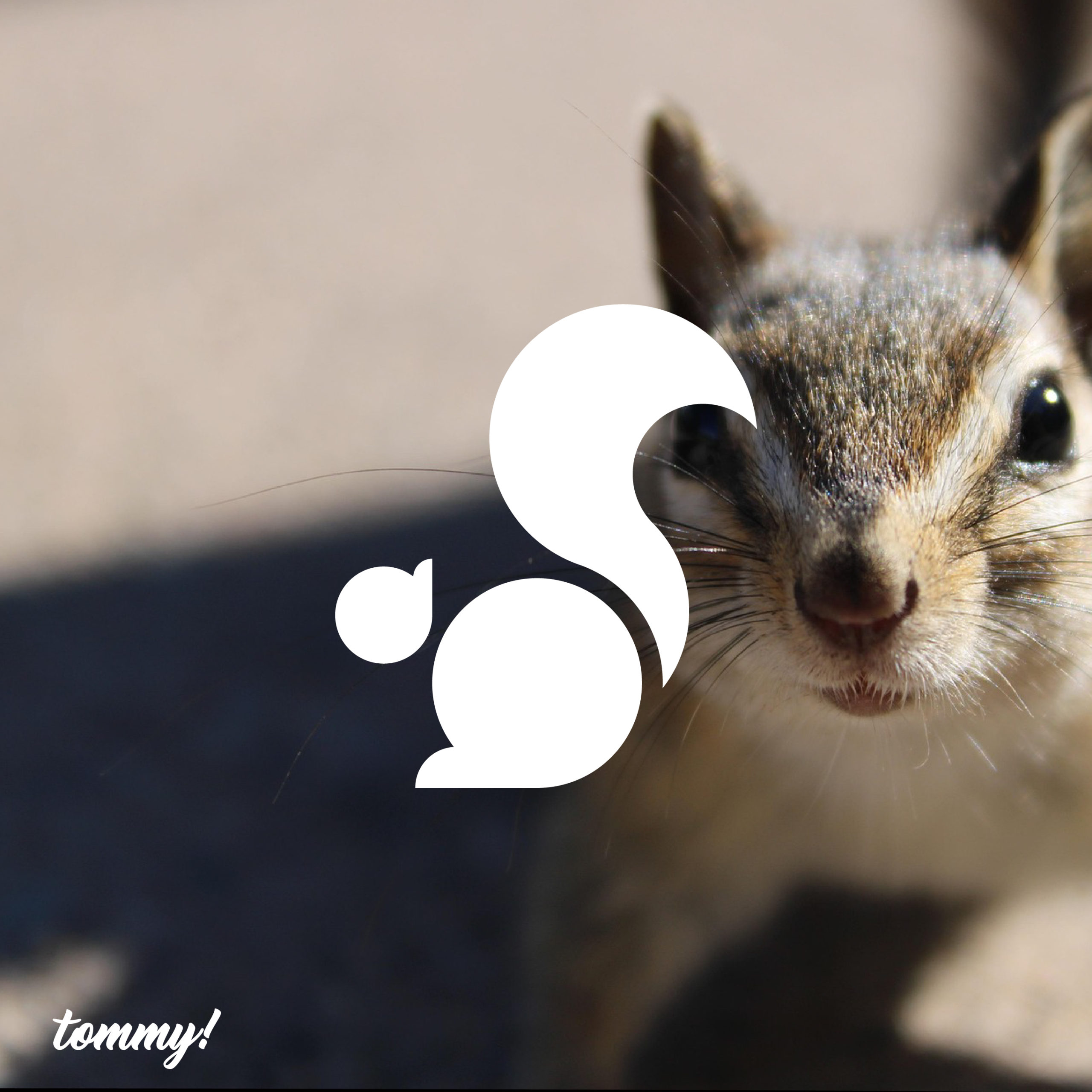 심플한 다람쥐 로고