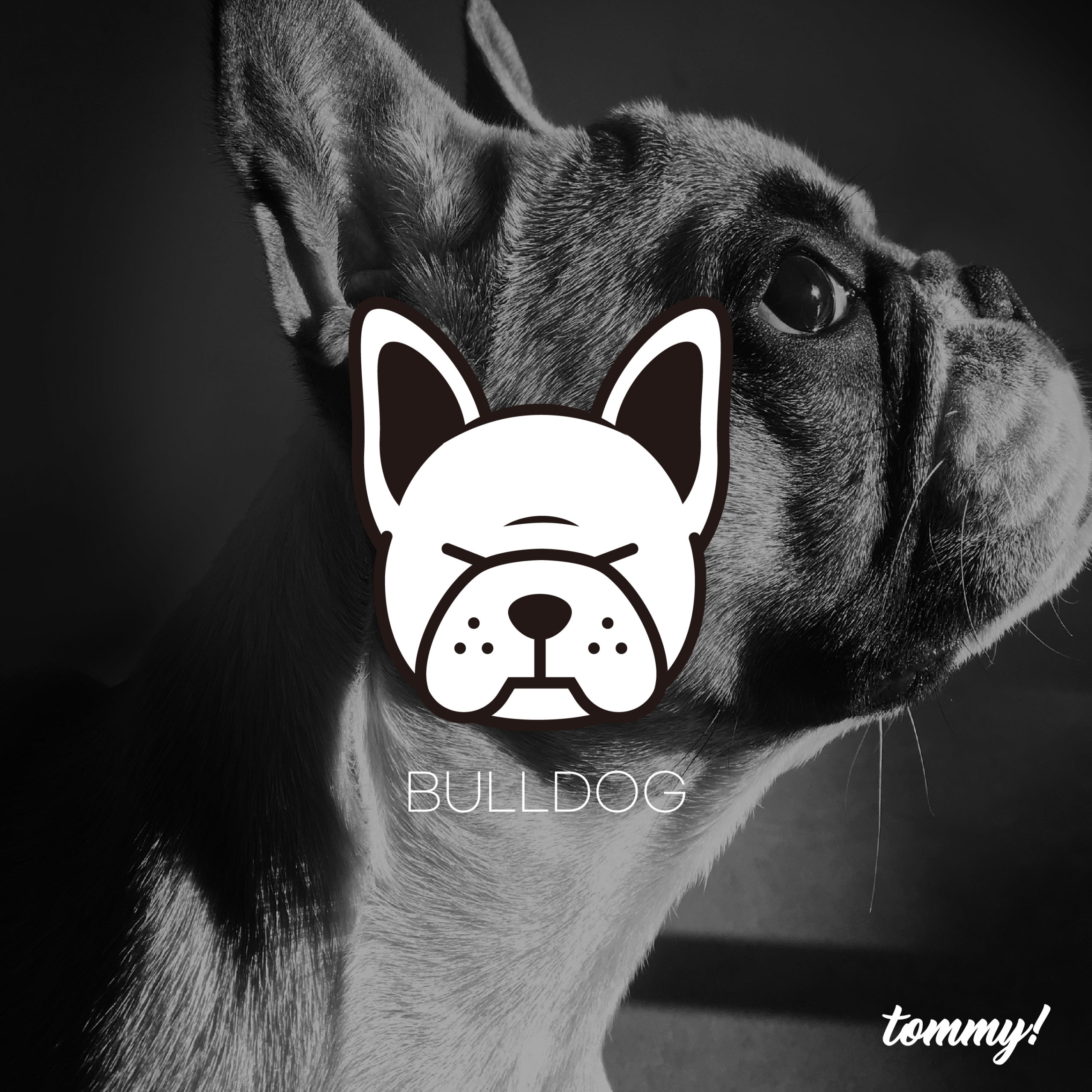 앵그리 불독 강아지