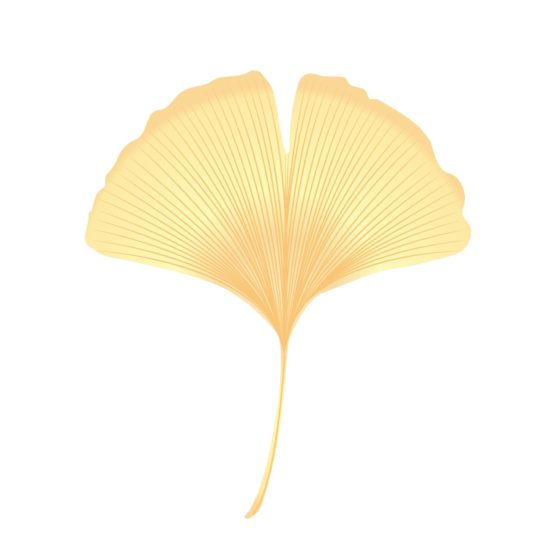 은행나무 잎 은행잎