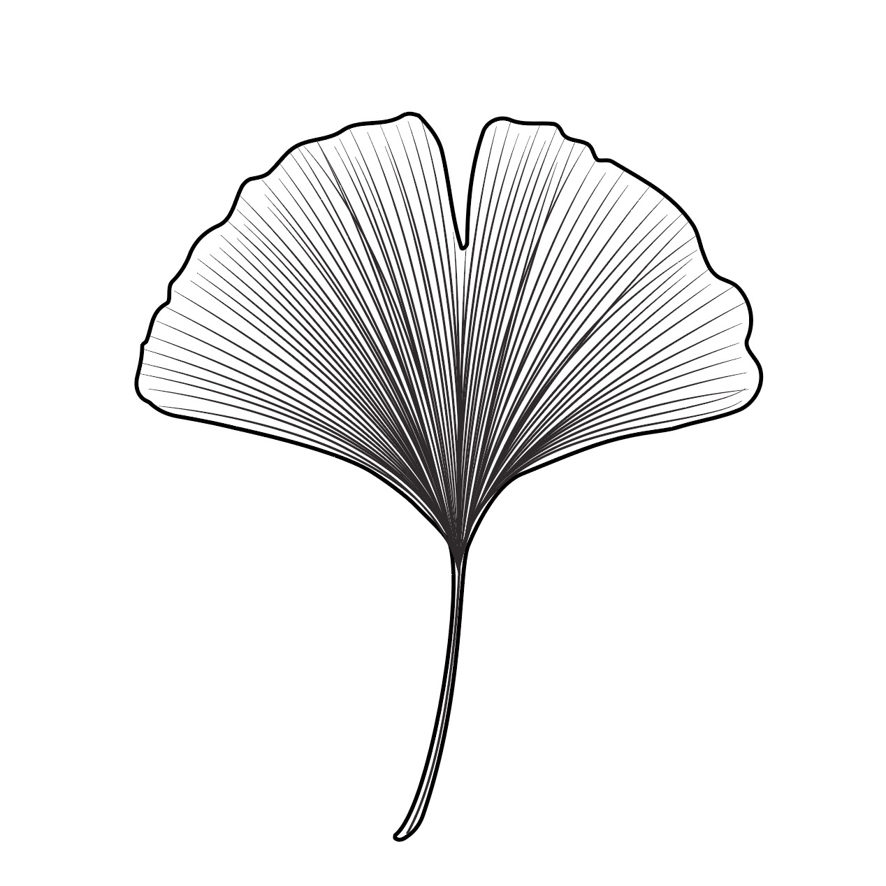 은행나무 잎 흑백