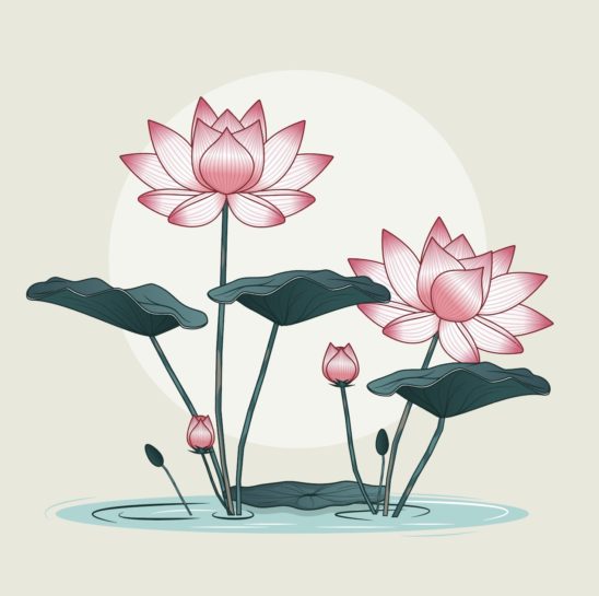 연못 연꽃 일러스트