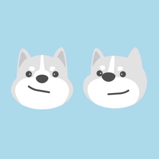 진돗개 백구 강아지